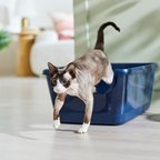 Frisco High Sided Cat Litter Box, Extra Large, Navy, 24-in