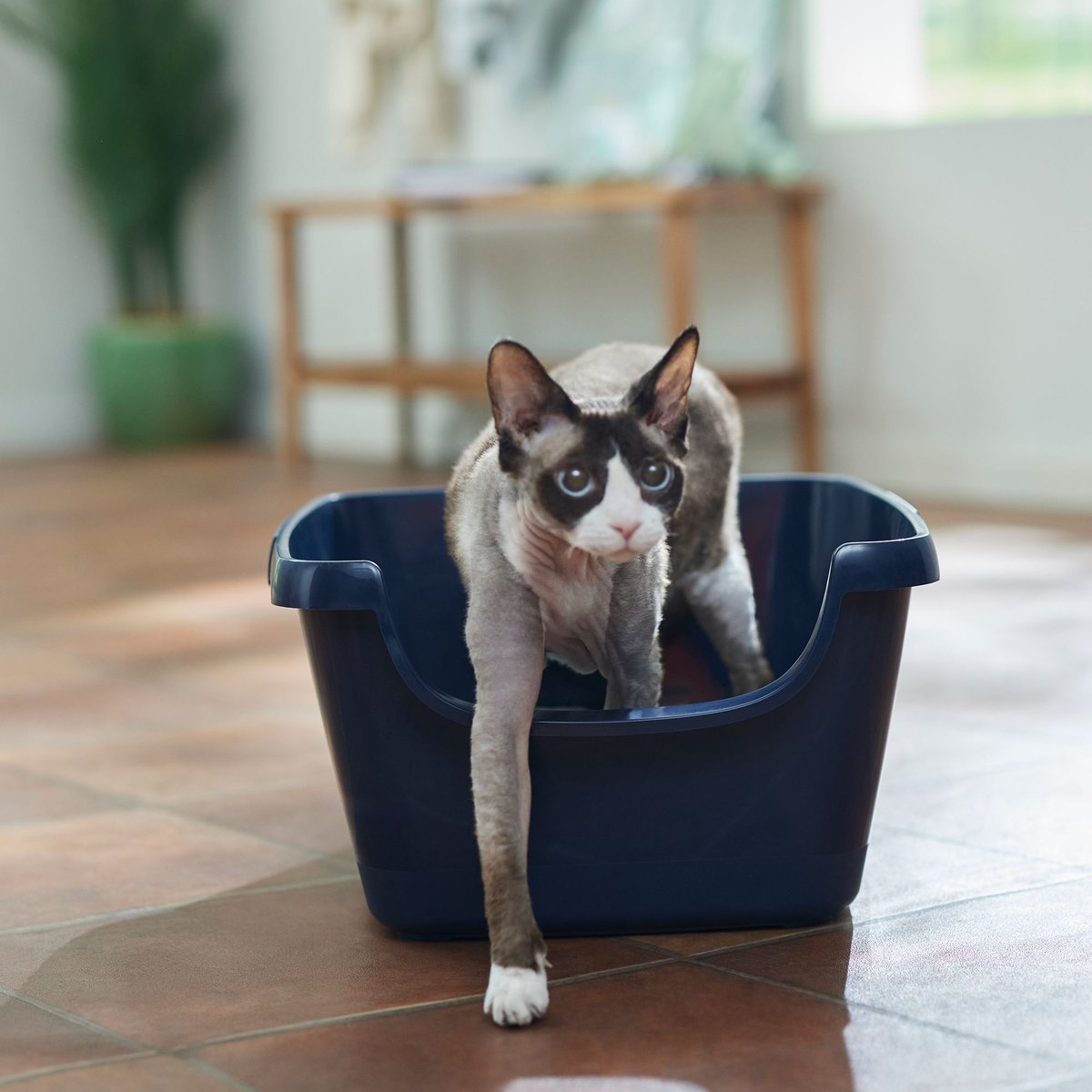 Frisco High Sided Cat Litter Box, Medium, Navy, 18-in