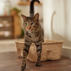 Frisco High-Sided Heavy Duty Disposable Litter Box, Jumbo, 21-in, 2 count