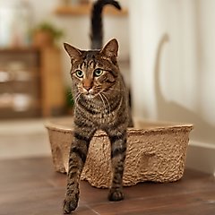 Frisco High-Sided Heavy Duty Disposable Litter Box, Jumbo, 21-in, 2 count