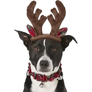 Frisco Holiday Antler Headband & Bell Collar Dog & Cat Costume, Medium/Large