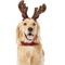 Show in main carousel: Frisco Christmas Antler Headband & Bell Collar Dog & Cat Costume, X-Large/XX-Large slide 1 of 7