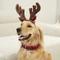 Show in main carousel: Frisco Christmas Antler Headband & Bell Collar Dog & Cat Costume, X-Large/XX-Large slide 4 of 7
