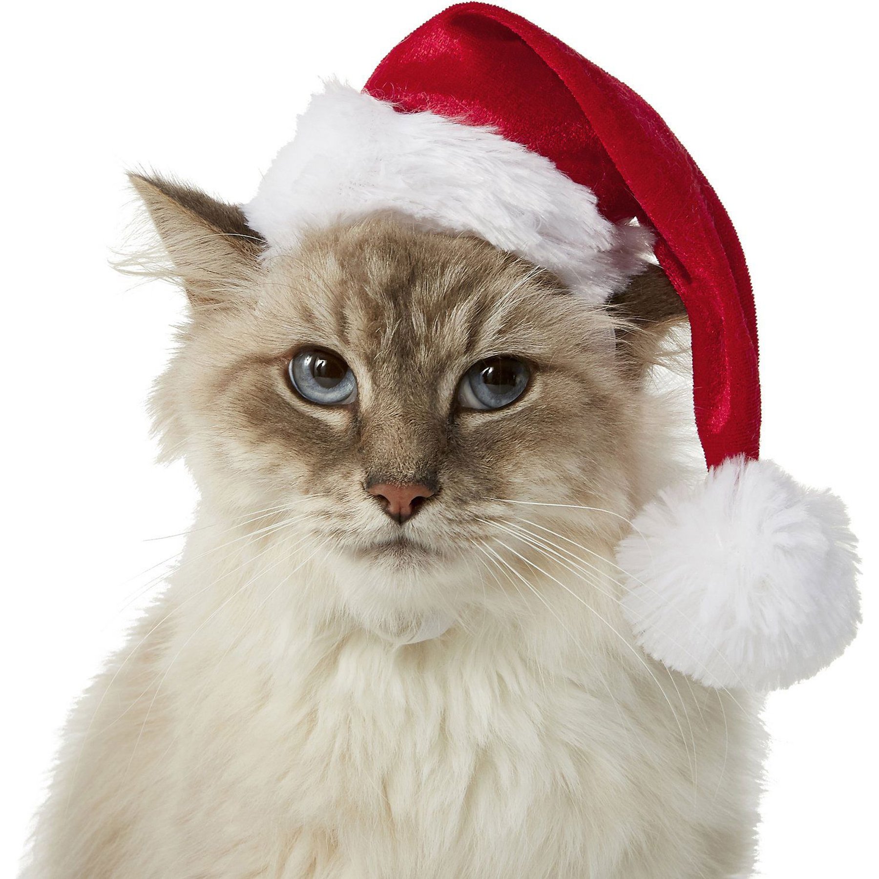 Frisco Christmas Dog & Cat Santa Hat, 1 count, X-Small/Small