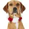 Show in main carousel: Frisco Holiday Dog & Cat Santa Hat + Jingle Bells Dog & Cat Holiday Collar with Bells, X-Small/Small slide 8 of 9