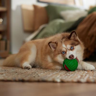 Show full view: Frisco Holiday Fetch Squeaky Tennis Ball with Rubber Sleeve Dog Toy, Small/Medium slide 4 of 7