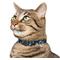 Show in main carousel: Frisco Holiday Plaid Print Polyester Breakaway Cat Collar with Bell, Blue, 8 to 12-in neck, 3/8-in wide slide 3 of 8
