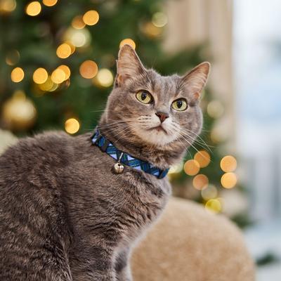 Show full view: Frisco Holiday Plaid Print Polyester Breakaway Cat Collar with Bell, Blue, 8 to 12-in neck, 3/8-in wide slide 4 of 8
