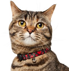 Frisco Holiday Plaid Print Polyester Breakaway Cat Collar with Bell, Red, 8 to 12-in neck, 3/8-in wide slide 2 of 6