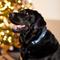 Show in main carousel: Frisco Holiday Plaid Print Polyester Dog Collar, Blue, Large/X-Large slide 6 of 10
