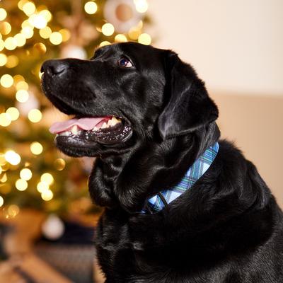 Show full view: Frisco Holiday Plaid Print Polyester Dog Collar, Blue, Large/X-Large slide 6 of 10