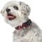 Show in main carousel: Frisco Holiday Plaid Print Polyester Dog Collar, Red, Medium slide 3 of 10