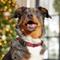 Show in main carousel: Frisco Holiday Plaid Print Polyester Dog Collar, Red, Medium slide 6 of 10