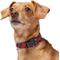 Show in main carousel: Frisco Holiday Plaid Print Polyester Dog Collar, Red, Small slide 4 of 11