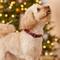 Show in main carousel: Frisco Holiday Plaid Print Polyester Dog Collar, Red, Small slide 7 of 11