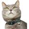 Show in main carousel: Frisco Holiday Polar Bears Print Polyester Breakaway Cat Collar with Bell, 8 to 12-in neck, 3/8-in wide slide 3 of 8