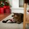 Show in main carousel: Frisco Holiday Raccoon Kicker Plush Cat Toy with Catnip slide 3 of 6