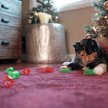 Show in main carousel: Frisco Holiday Springs Cat Toy, 10 count slide 3 of 6