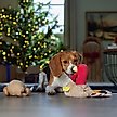 Show in main carousel: Frisco Holiday Turkey 2-in-1 Plush Squeaky Dog Toy, Medium/Large slide 4 of 8