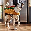 Show in main carousel: Frisco Hotdog Dog & Cat Costume, XX-Large slide 5 of 7