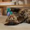 Show in main carousel: Frisco Hummingbird Chirping Sound Electronic Plush Cat Toy with Catnip slide 5 of 8