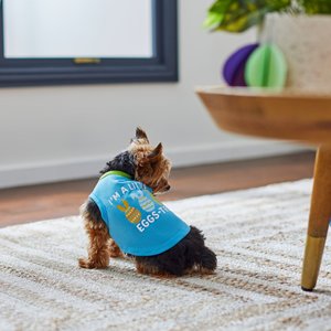 Frisco I'm a Little Eggs-tra Dog & Cat T-Shirt, Medium