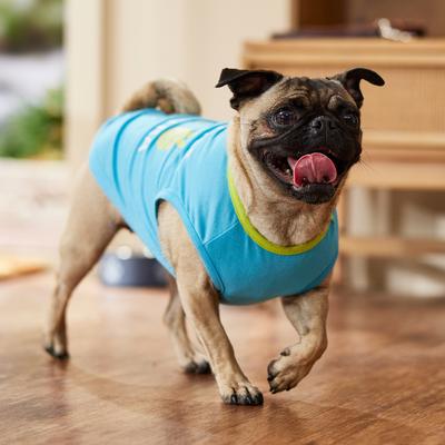 Show full view: Frisco I'm a Little Eggs-tra Dog & Cat T-Shirt, Medium slide 7 of 9