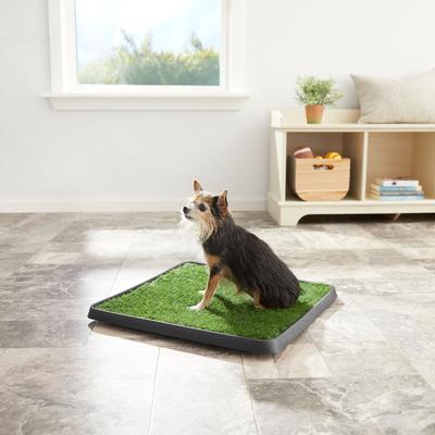 Show full view: Frisco Indoor Dog Grass Potty Pad with Tray, 20 x 20-in slide 3 of 5