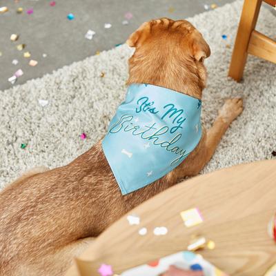 Show full view: Frisco It's My Birthday Dog & Cat Bandana, Blue, X-Small/Small slide 5 of 7