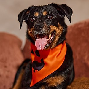Frisco Jack O' Lantern Pumpkin Dog & Cat Bandana Costume, Medium/Large