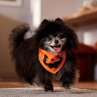 Show full view: Frisco Jack O' Lantern Pumpkin Dog & Cat Bandana Costume, Fall Orange, X-Small/Small slide 5 of 8