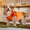 Show in main carousel: Frisco Jack O' Lantern Pumpkin Dog & Cat Hoodie Costume, Large slide 7 of 9