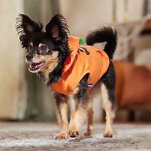 Frisco Jack O' Lantern Pumpkin Dog & Cat Hoodie Costume, Small