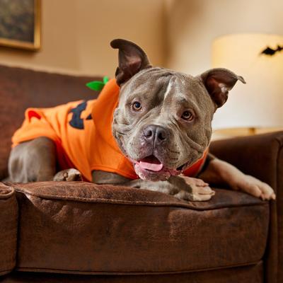 Show full view: Frisco Jack O' Lantern Pumpkin Dog & Cat Hoodie Costume, X-Large slide 6 of 8