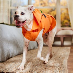 Frisco Jack O' Lantern Pumpkin Dog & Cat Hoodie Costume, XX-Large