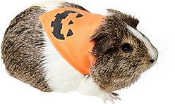 Frisco Jack O' Lantern Pumpkin Small Pet Bandana, Orange