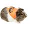 Show in main carousel: Frisco Jack O' Lantern Pumpkin Small Pet Bandana, Orange slide 1 of 7