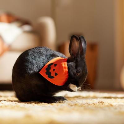 Show full view: Frisco Jack O' Lantern Pumpkin Small Pet Bandana, Orange slide 5 of 7