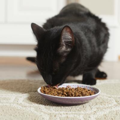 Show full view: Frisco Kaleidoscope Pattern Non-skid Ceramic Cat Dish, Purple, 0.5 cup, 1 count slide 3 of 7