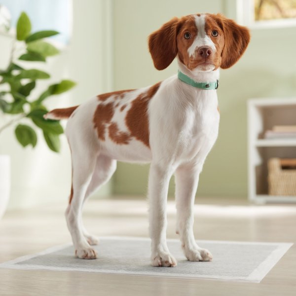 PET N PET Dog Training Pads, 22 x 23-in, 50 count, Unscented