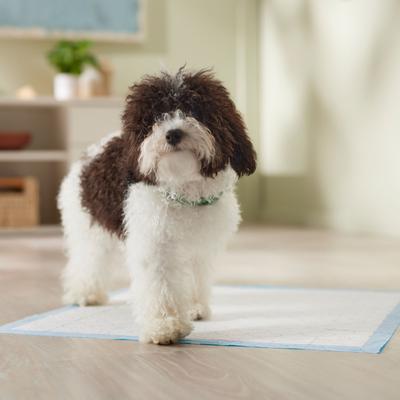 Show full view: Frisco Large Premium Dog Training & Potty Pads, 22 x 23-in, Unscented, 150 count, Mermaid Print slide 8 of 11