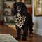 Show in main carousel: Frisco Leopard Faux Fur Dog & Cat Bandana, X-Small/Small slide 6 of 9