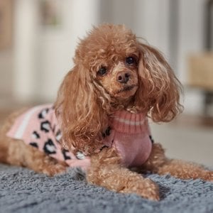 Frisco Leopard Print Dog & Cat Sweater, Pink, X-Small