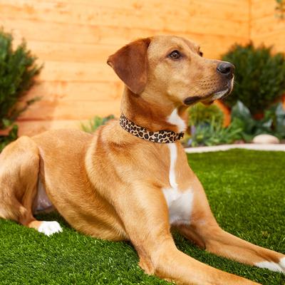 Show full view: Frisco Leopard Print Polyester Dog Collar, Large: 18 to 26-in neck, 1-in wide slide 4 of 5