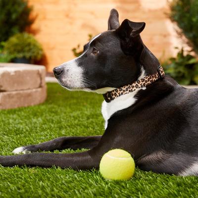 Show full view: Frisco Leopard Print Polyester Dog Collar, Med: 14 to 20-in neck, 3/4-in W slide 4 of 5