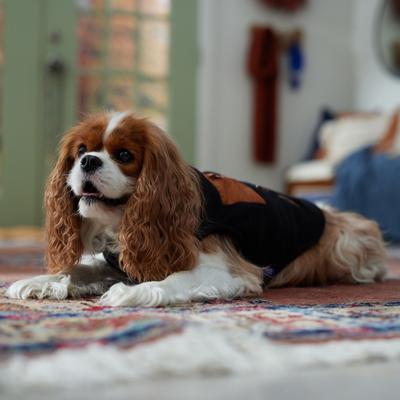 Show full view: Frisco Light Weight Leopard Print Lined Fleece Dog & Cat Vest, Medium slide 8 of 10