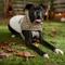 Show in main carousel: Frisco Lightweight Plaid Pocket Dog & Cat Coat, XX-Large slide 7 of 10
