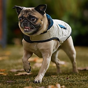 Frisco Lightweight Quilted Water-Resistant Reversible Insulated Dog & Cat Jacket, Navy/Black, X-Small