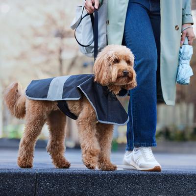 Show full view: Frisco Lightweight Rainy Days Dog Raincoat, Black, Medium slide 7 of 10
