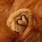 Show in main carousel: Frisco Lion Love Dog & Cat Costume, XX-Large slide 5 of 9